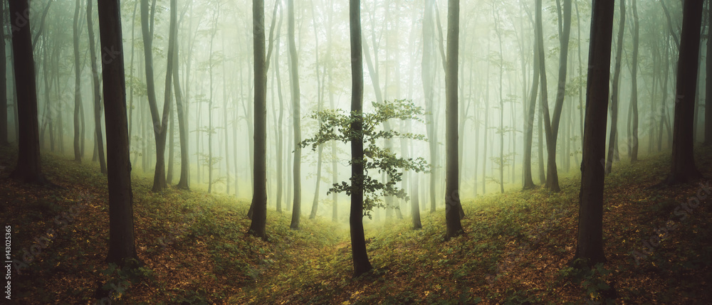 green forest landscape with trees in mist Stock Photo | Adobe Stock