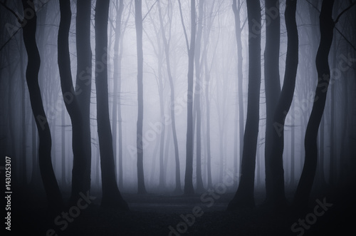 dark fantasy woods landscape