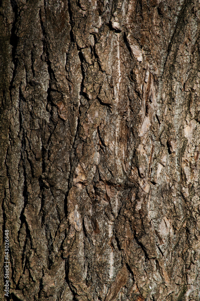 Background from the texture of the tree Background from the texture of the tree