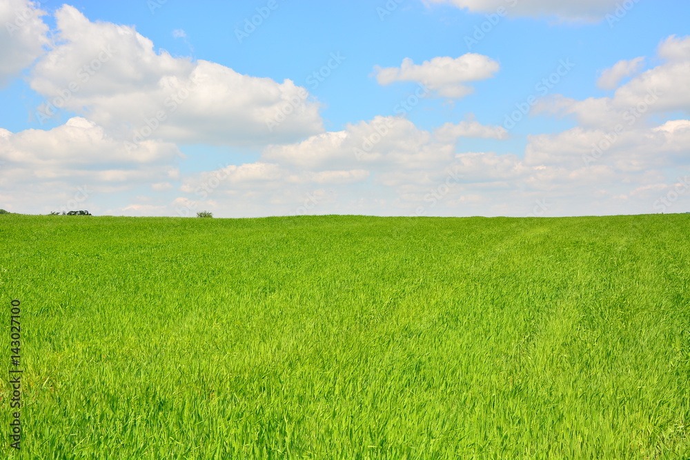 Fototapeta premium Green field on the background of blue sky with white clouds 