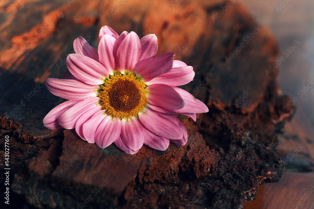 różowa gerbera na korze