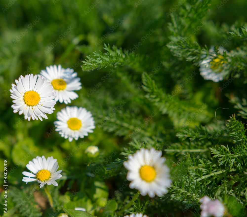Fototapeta premium Margeriten mit textfreiraum