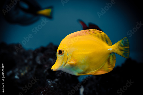 Yellow zebrasoma in the aquarium 