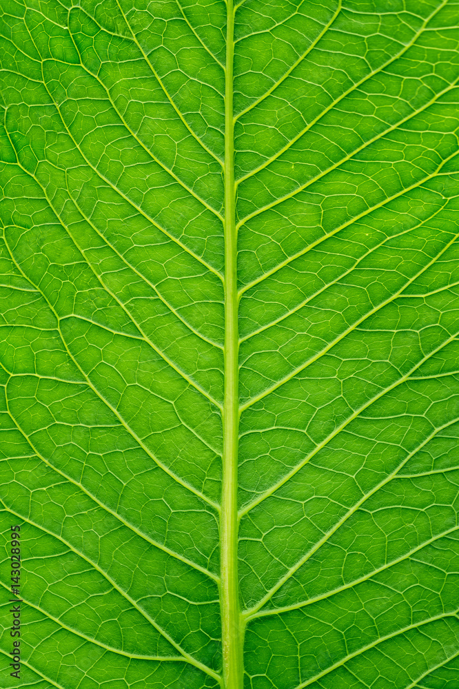 Green leaf closeup vertical background. Green leaf closeup vertical background.