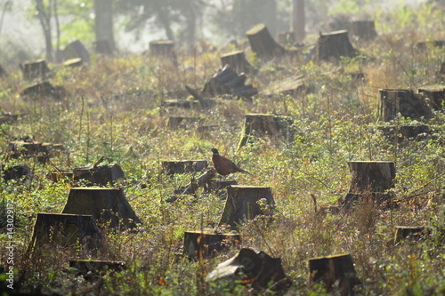 Tree stumps in a clearcut forest field with wild pheasant in East Devon, England