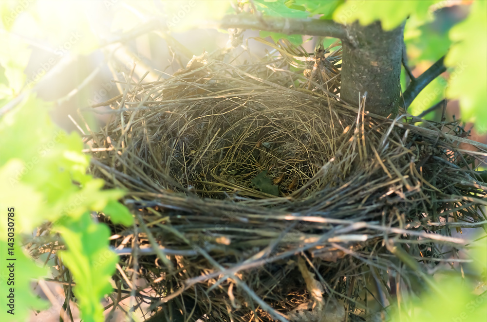 Empty Bird Nest In Tree