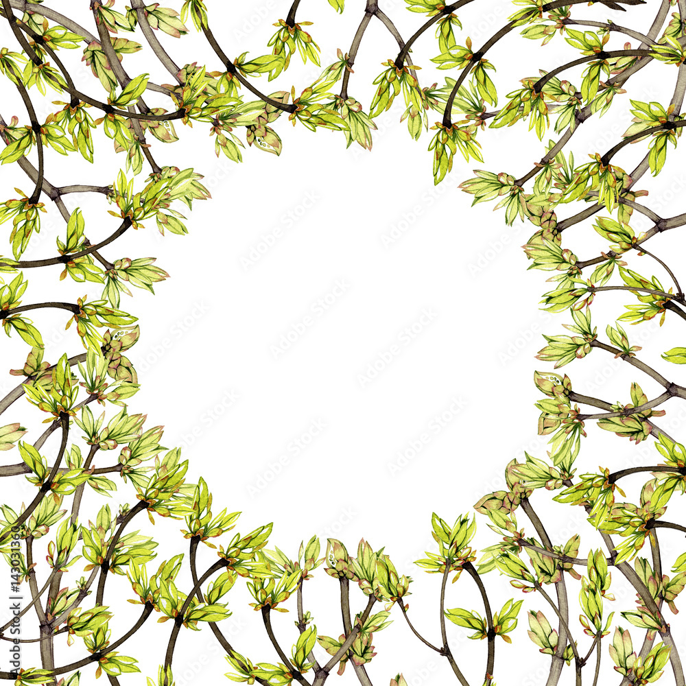 hand painted watercolor branches with young leaves and buds on white background hand painted watercolor branches with young leaves and buds on white background