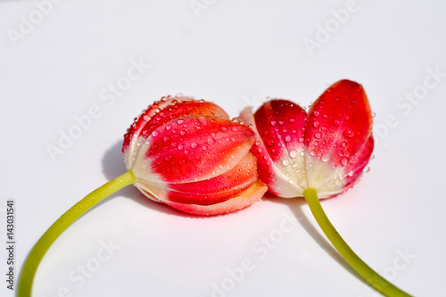 Fotografía Tulpen auf weissem Hintergrund mit Tropfen