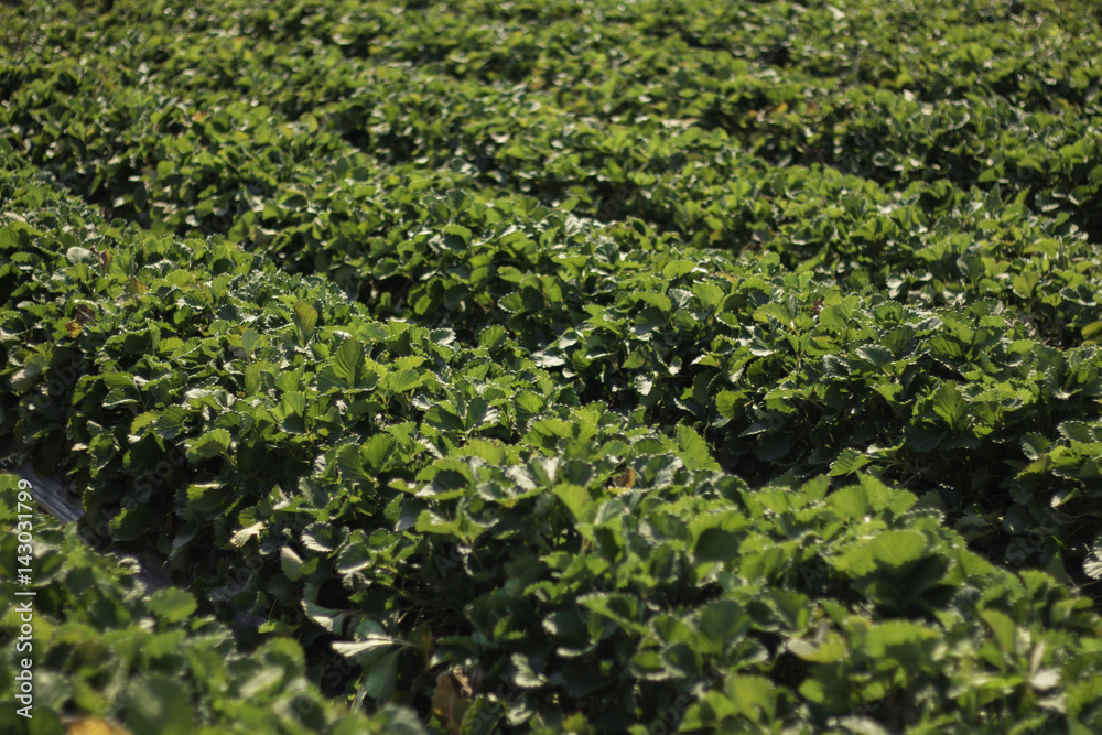 organic plant garden, agriculture for safety food in Thailand