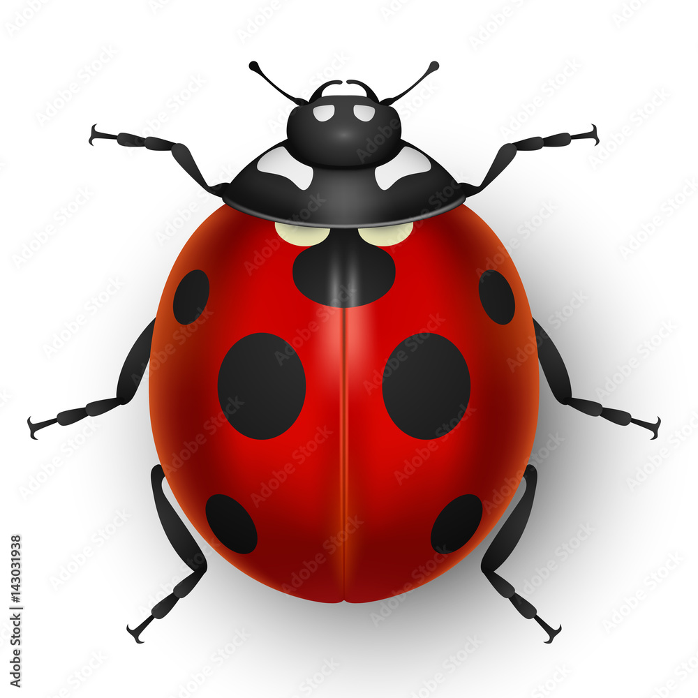 Naklejka premium Red cute ladybug isolated on white