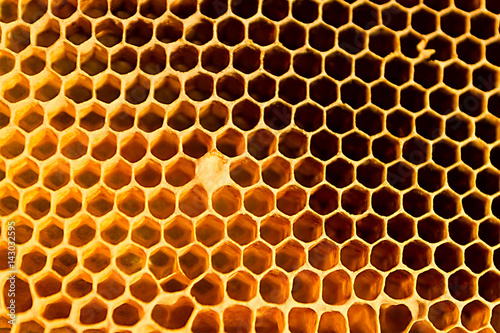 yellow beautiful honeycomb with honey