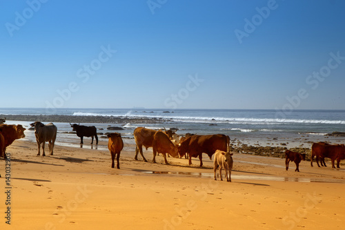 Cows, bulls and calves sunbathe on the sunny beach of Atlantic ocean
