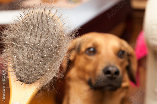 Hairy dog brush, Pet Grooming, Close up, dog in a background photo