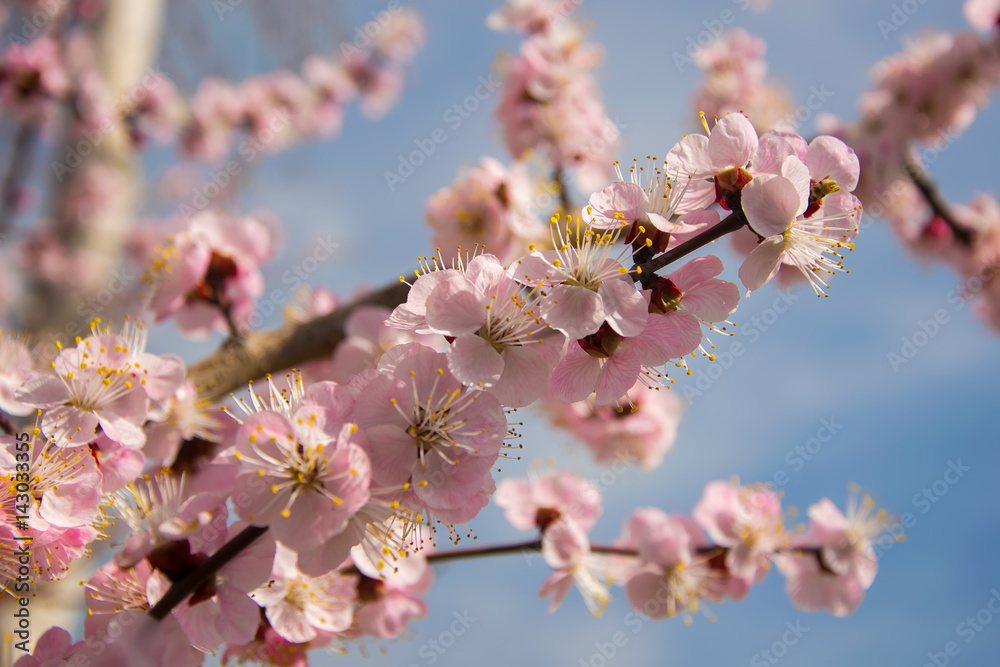 Branch with magnificent peach blossom on blue sky background Branch with magnificent peach blossom on blue sky background