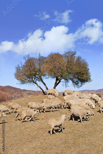 Flock of sheep in the vast grasslands of Inner Mongolia, China.