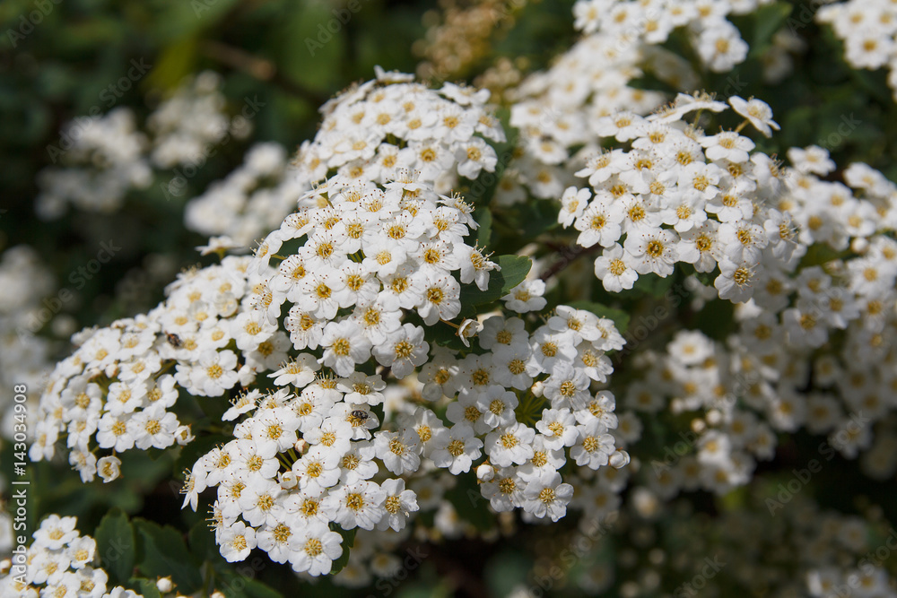 Fototapeta premium Blossoming in spring a magnificent tree closeup. Nature