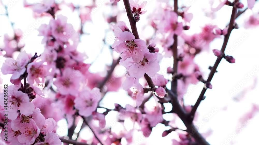 cherry tree blossoming, pink petals
