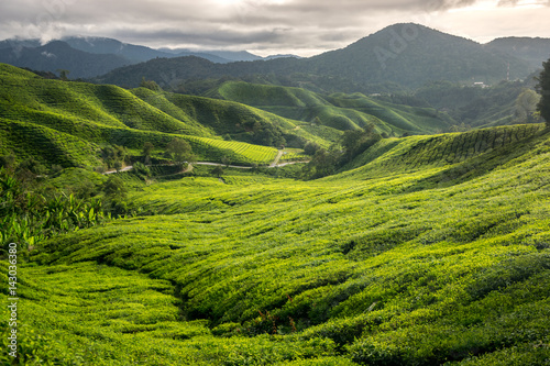 Tea plantation in Cameron Highlands  Malaysia