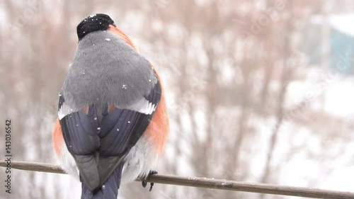 Bullfinch male bird feeding. Slow motion