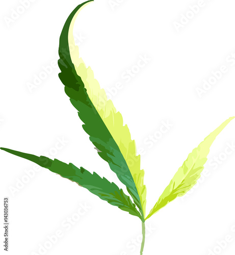 Two-color vector illustration of cannabis leaves