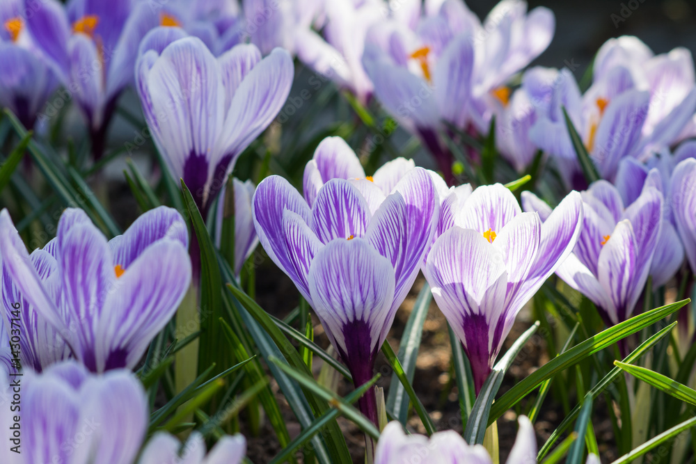 Violet crocuses - small, spring flowering plant of the iris family. Violet crocuses - small, spring flowering plant of the iris family.