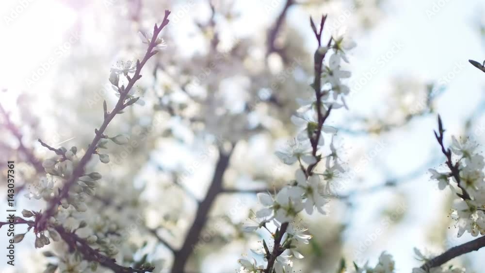 cherry tree blossoming, white petals cherry tree blossoming, white petals