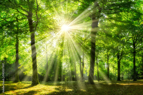 Fototapeta Zielony las w lecie