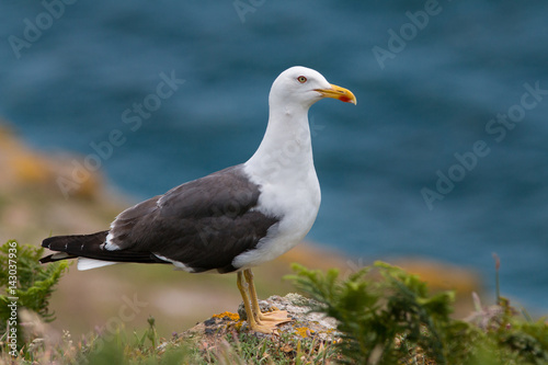 backed gull at rock