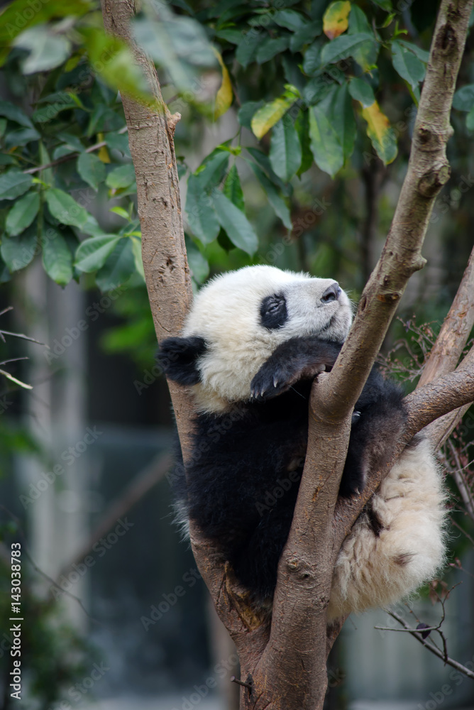 A cute baby giant panda sleeping in a tree.