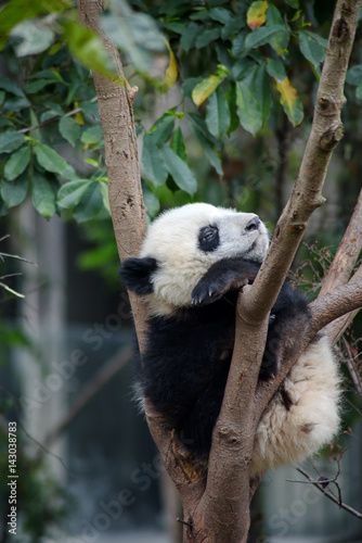 A cute baby giant panda sleeping in a tree. © ZHIJIAN