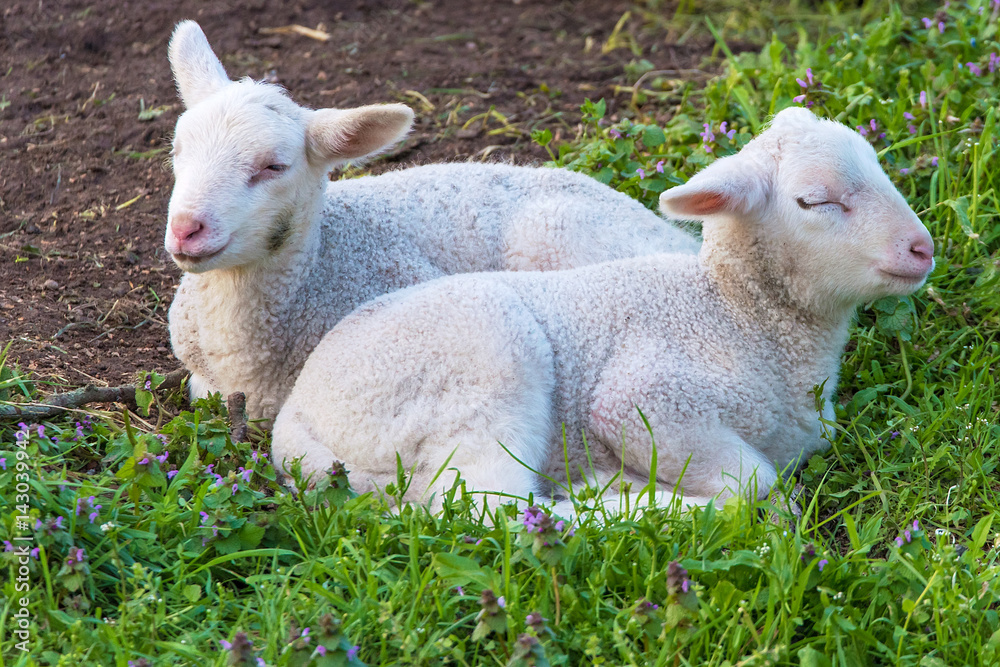 Obraz premium Lämmer