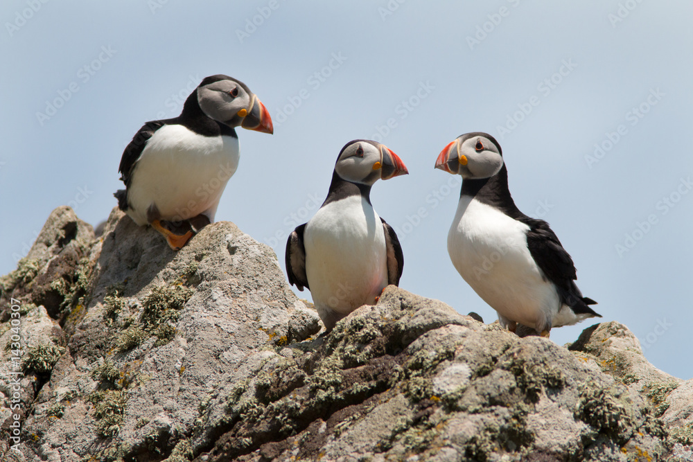 Naklejka premium three puffins at rock