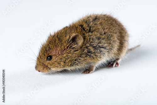 Close up on brown field mouse isolated on white photo
