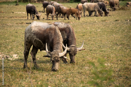 Buffalo and herd are eating grass in outdoor farm park photo