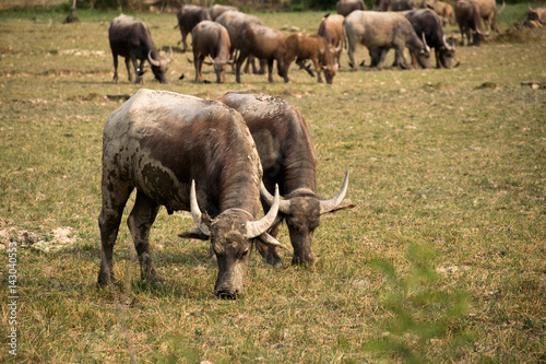 Buffalo and herd are eating grass in outdoor farm park