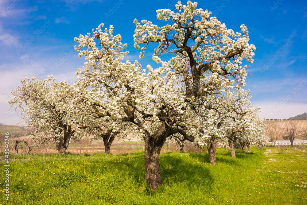 Spring landscape: fruit trees in blossom with beautiful flowers Spring landscape: fruit trees in blossom with beautiful flowers