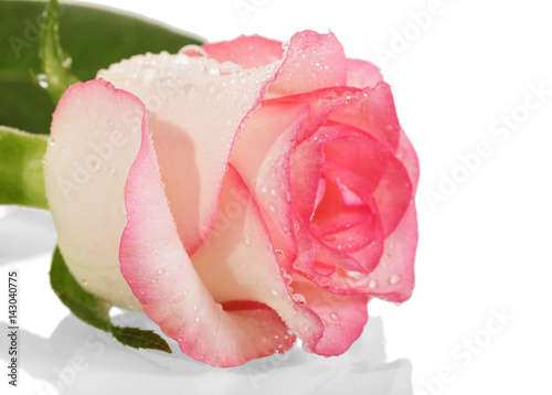 Pink rose with drops of dew on petals isolated on white. Side view.