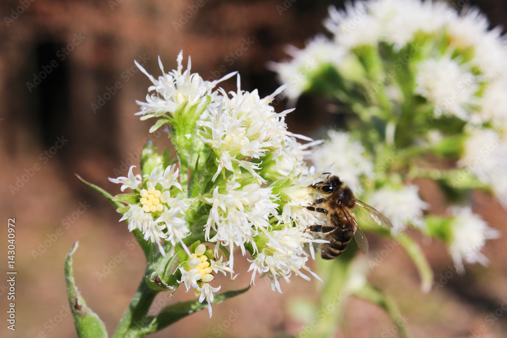 Allium ursinum with brown background and bee Allium ursinum with brown background and bee
