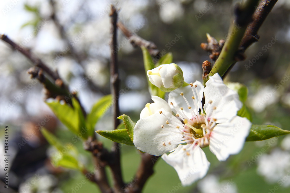 Macro photographic plum blossom, spring blossom Macro photographic plum blossom, spring blossom
