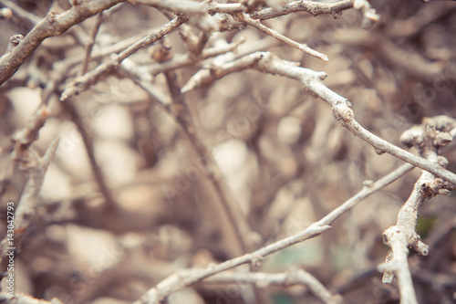 Dry branches on summer background © aboutnuylove