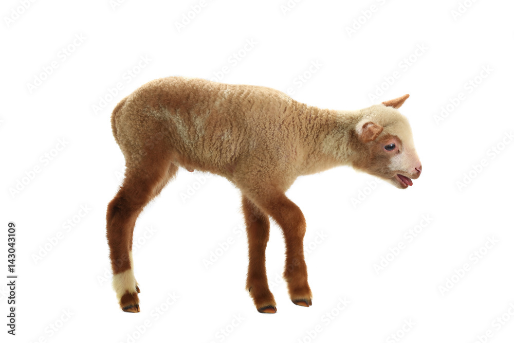 sheep sheep