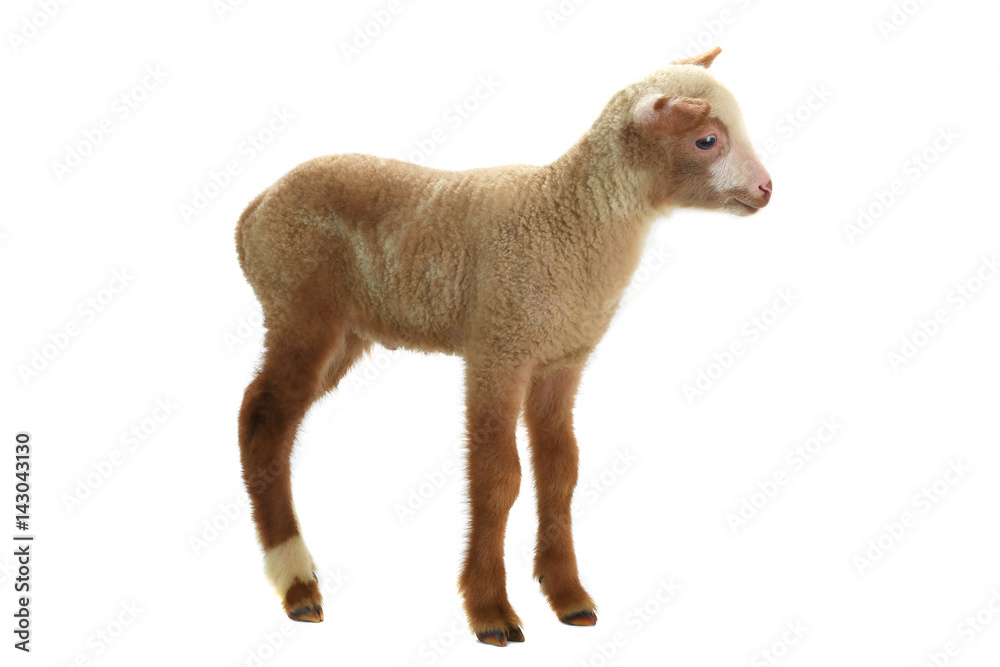 sheep sheep