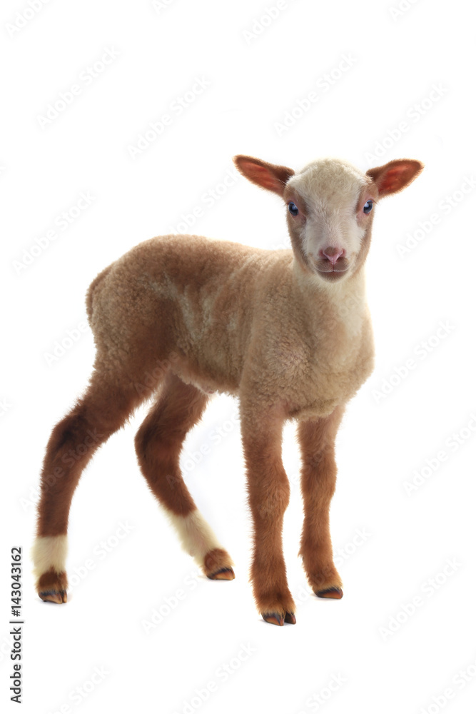 Obraz premium sheep