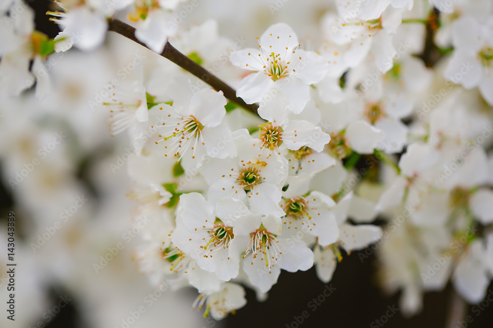 White sakura flower blossoming as natural background on blurred backdrop