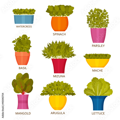 Indoor gardening icons with lettuce. Vector illustration.