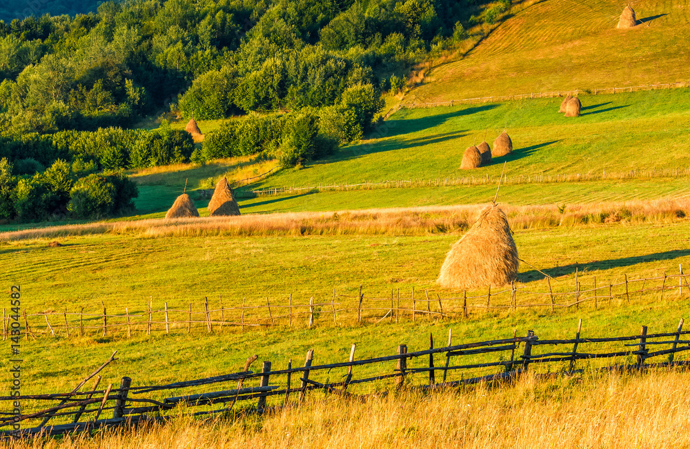Obraz premium haystacks and a trees on a hillside meadow