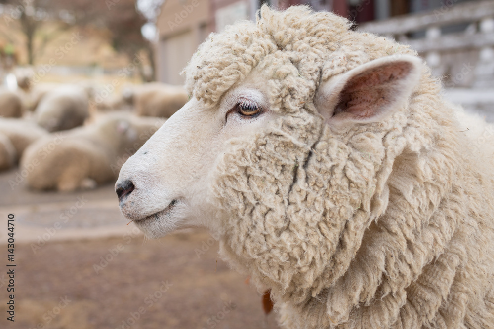 Sheep head close up. Farm animals. Sheep head close up. Farm animals.