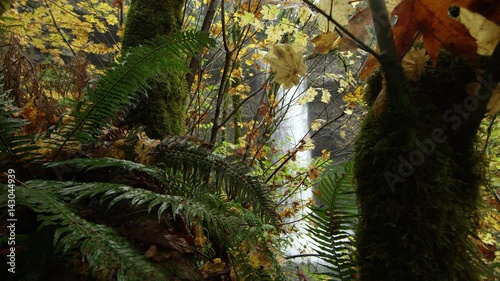 Waterfall viewed through colorful and lush foliage photo