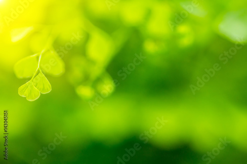 Φωτογραφία Natural green background, the bokeh and depth of field (DOF) effect