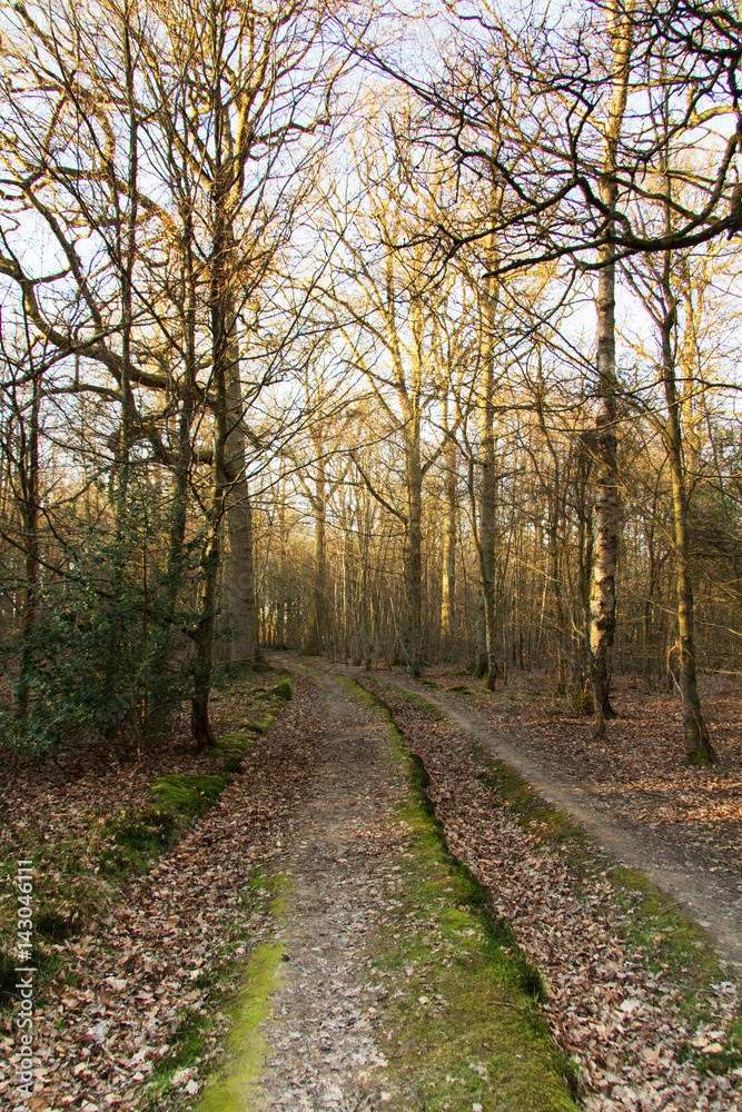 Low sun through trees in the woods